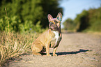 sitzende Franzsische Bulldogge