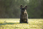 sitzende Franzsische Bulldogge