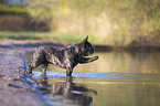 Franzsische Bulldogge am Seeufer