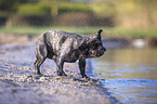 Franzsische Bulldogge am Seeufer