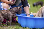 Franzsische Bulldoggen