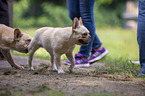 Franzsische Bulldogge zwischen Menschen