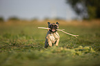 rennende junge Franzsische Bulldogge