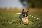 rennende junge Franzsische Bulldogge