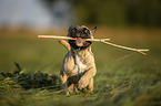 rennende junge Franzsische Bulldogge