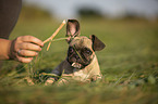 junge Franzsische Bulldogge