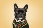Franz�sische Bulldogge Portrait