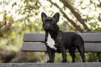 stehende Franzsische Bulldogge