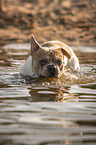 Franzsische Bulldogge im Wasser