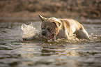 Franzsische Bulldogge im Wasser