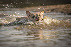 Franzsische Bulldogge im Wasser