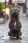 sitzende Franzsische Bulldogge
