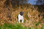 stehender Franzsische Bulldogge Welpe