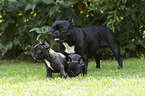 Franz�sische Bulldoggen