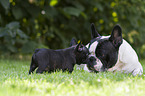 Franz�sische Bulldoggen