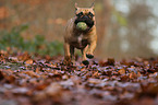 Franzsische Bulldogge