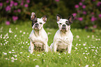 2 Franzsische Bulldoggen