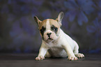 Franzsische Bulldogge Welpe