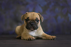 Franzsische Bulldogge Welpe