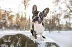 Franzsische Bulldogge im Schnee