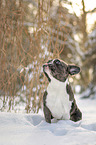 Franzsische Bulldogge im Schnee