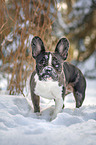 Franzsische Bulldogge im Schnee