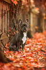 sitzende Franzsische Bulldogge