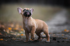 Franzsische Bulldogge Welpe