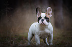 Franzsische Bulldogge