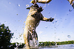 Franzsische Bulldogge im Wasser