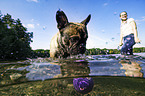 Französische Bulldogge im Wasser