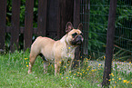 Franzsische Bulldogge