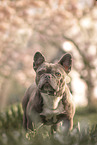 Franzsische Bulldogge