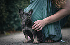 junge Franzsische Bulldogge