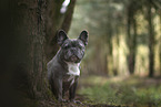 sitzende Franzsische Bulldogge