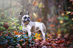 Franzsische Bulldogge