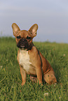 sitzende Franzsische Bulldogge