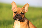 Franzsische Bulldogge Portrait