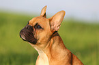 Franzsische Bulldogge Portrait