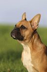 Franzsische Bulldogge Portrait