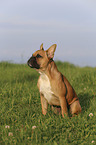 sitzende Franzsische Bulldogge