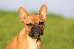 Franzsische Bulldogge Portrait