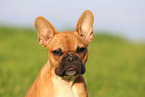 Franzsische Bulldogge Portrait