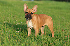Franzsische Bulldogge