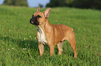 Franzsische Bulldogge