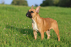 Franzsische Bulldogge