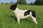 Franzsische Bulldogge