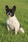 sitzende Franzsische Bulldogge