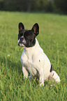 sitzende Franzsische Bulldogge