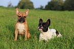 2 Franzsische Bulldoggen
